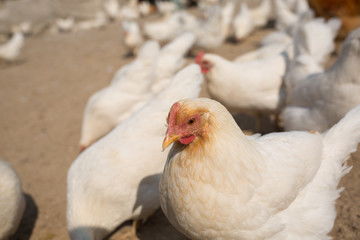 散养鸡图片素材 家禽摄影与养殖的完美结合