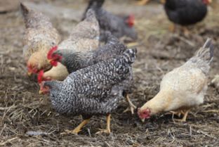 家禽养殖与光禽屠宰生产全指南 土鸡与草鸡的生态养殖与安全加工