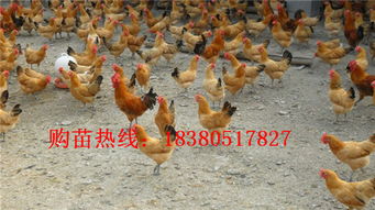 三黄鸡苗市场分析 价格、厂家与养殖要点