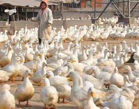 家禽的光禽屠宰与生产流程