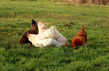 农家散养鸡 从自然生长到光禽屠宰与生产全流程解析