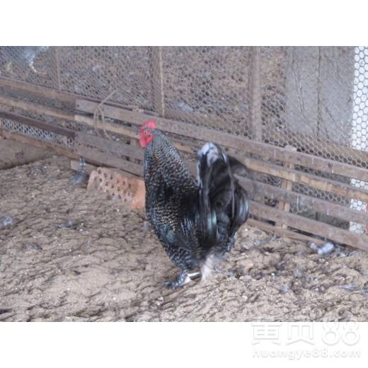 光禽的屠宰及生产工艺