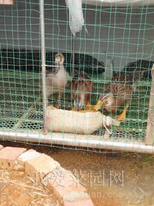 晒晒我的新家禽养殖乐园