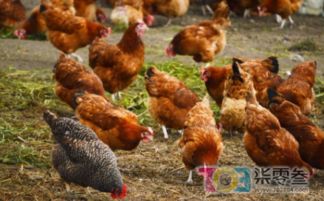 关于温州某村规范家禽饲养与屠宰管理的通知