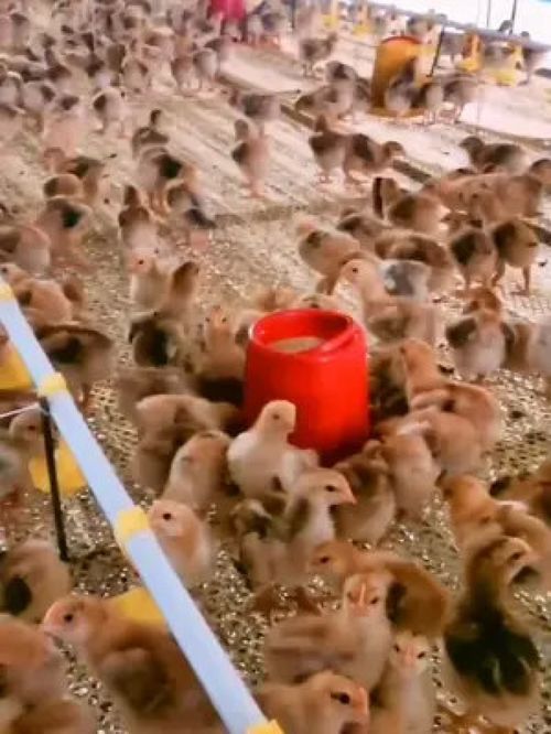 科学养殖与光禽屠宰 提升家禽与水产养殖效益的实用指南