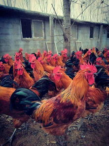 农村家禽养殖前景分析 选择最适合的养殖品种