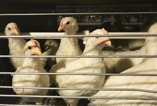 蛋黄颜色越深蛋品质越好？家禽业九大谣言揭秘，别再让错误观念害了养鸡人