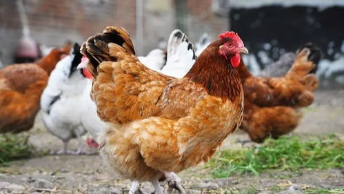 社区禁令背后的深层考量 禁养家禽与综合管理