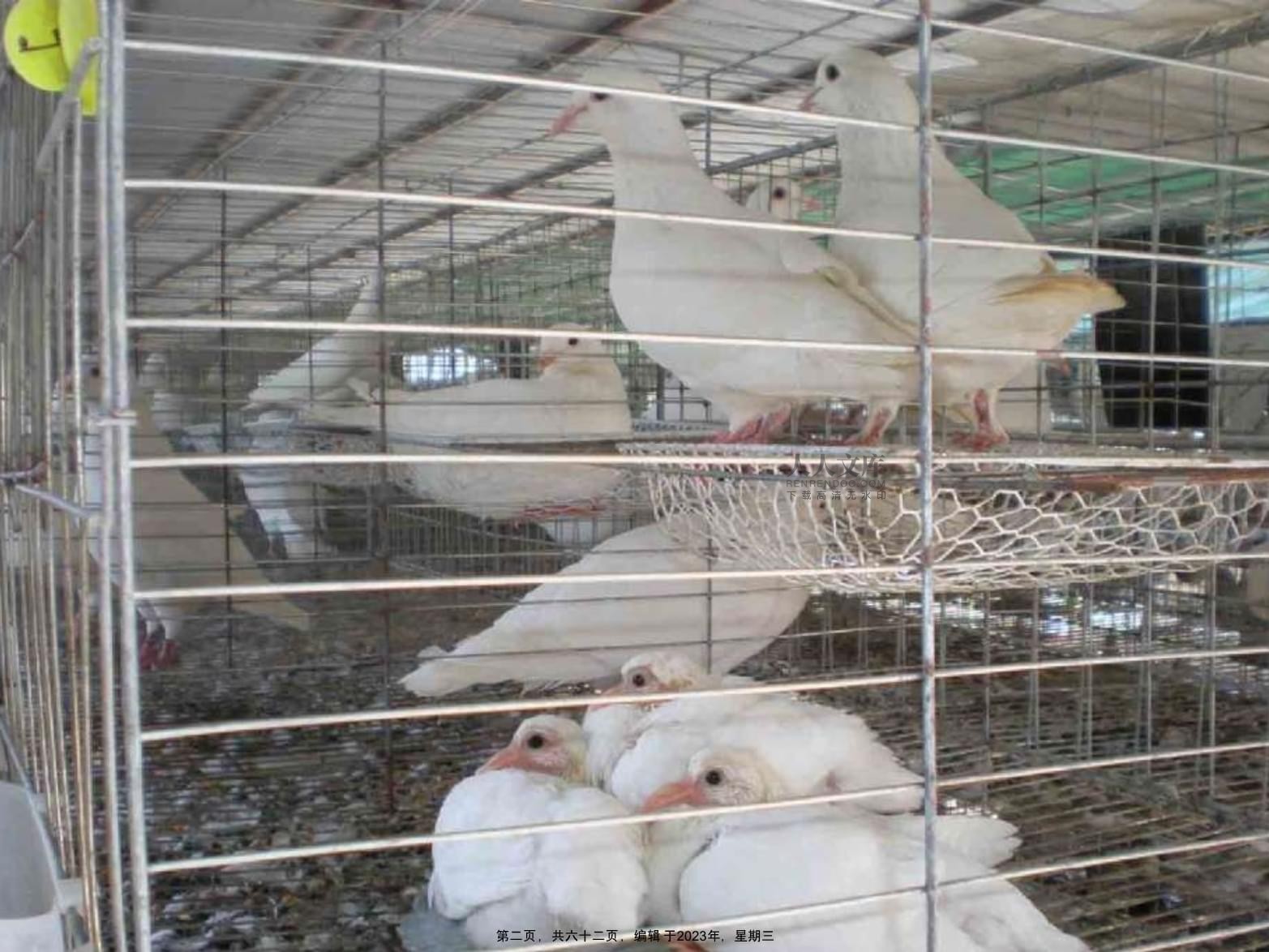 肉鸽鹌鹑雉鸡饲养管理技术及光禽屠宰生产指南