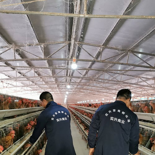 凯利燃烧器、厂家采购与光禽屠宰生产线 设备选择与生产集成指南