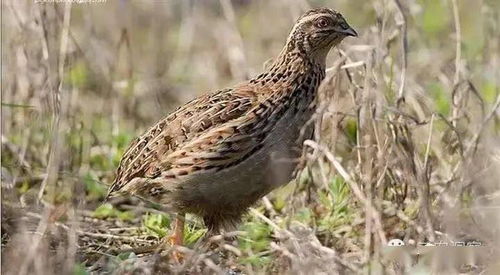 家禽用药小常识与光禽的屠宰及生产指南