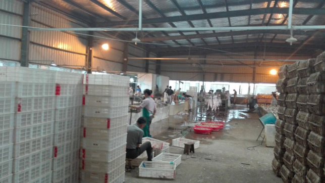 返乡创业新篇章 和县乌江镇周集村村民的光禽屠宰与生产之路