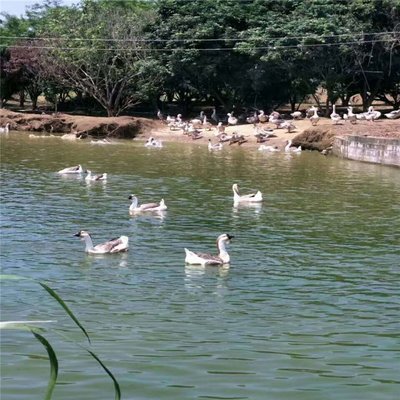 肇庆桂柳鸭苗批发与养殖 产业链条下的家禽利润解析