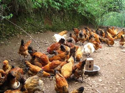 养鸡一生不食鸡 一位农村大妈的别样情缘