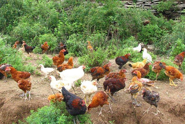 家禽产业复苏与生猪散养户的机遇 光禽屠宰生产视角下的养殖业新格局