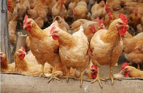 提升鸡群均匀度 科学养殖是正道，勿信旁门左道