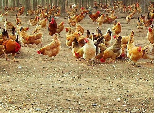 台风“天鸽”来袭，家禽养殖户如何做好防灾减灾工作？