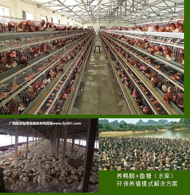 专业助农家禽养殖服务 赋能农户，提升养殖效益