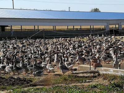 全国农业大摸底 从安徽法式鹅肝到光禽产业，透视中国农业的多元与融合