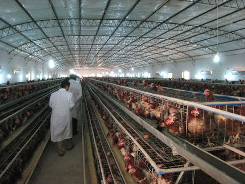 社区“禁养令”风波 农民养殖权益与基层治理的平衡之道