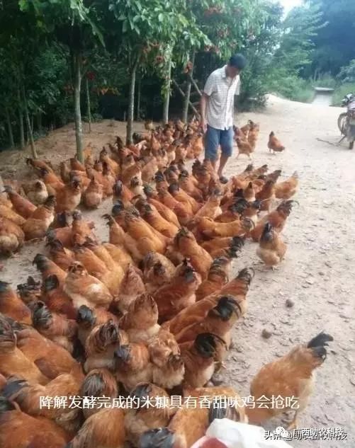 疫情之下养殖场困境破解 光禽屠宰生产自救方案