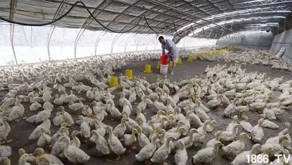 农村养殖业未来发展的八大方向 紧跟趋势，抓住光禽屠宰生产机遇