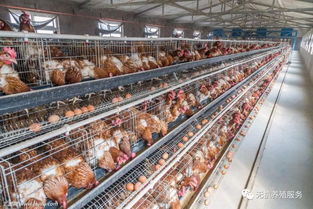 养禽场转型新方向 纯中药无残留的屠宰与生产一体化模式